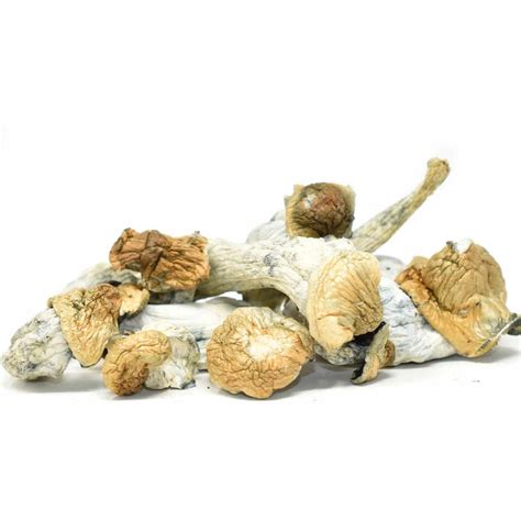 Magic Mushrooms Jedi Mind Fuck Top Shelf Express