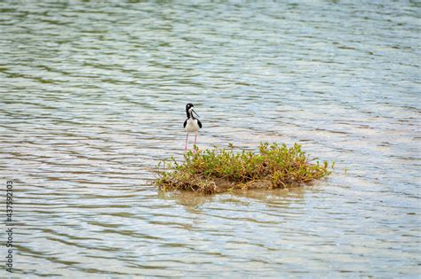 Endangered Hawaiian Stilt. The Hawaiian stilt is facing extensive conservation threats.The stilt ...