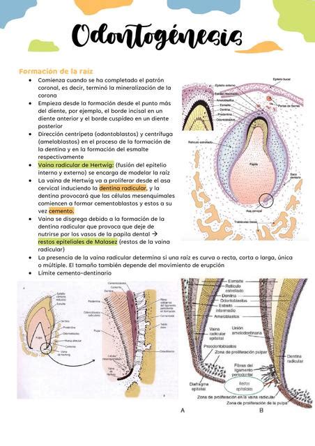 Odontogénesis II Johanna Mendoza Costilla uDocz