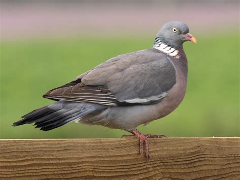 Common Wood Pigeon Ebird