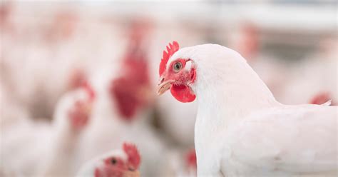 How To Protect Your Flock From Avian Influenza Ai Alltech