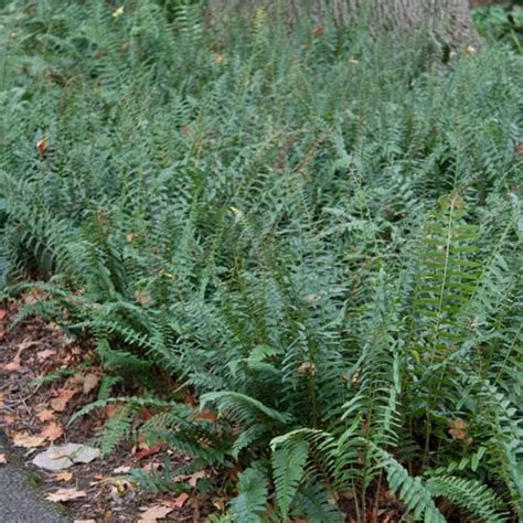 Christmas Fern (Polystichum acrostichoides) | K. van Bourgondien