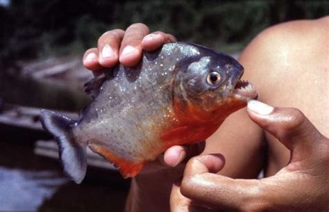 Red-bellied Piranha – "OCEAN TREASURES" Memorial Library