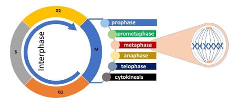 Cell cycle, composed of G1, S, G2 and M phase (In M-phase mitosis ...