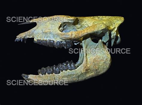 Hornless Rhino Skull (Subhyracodon occ | Stock Image - Science Source ...