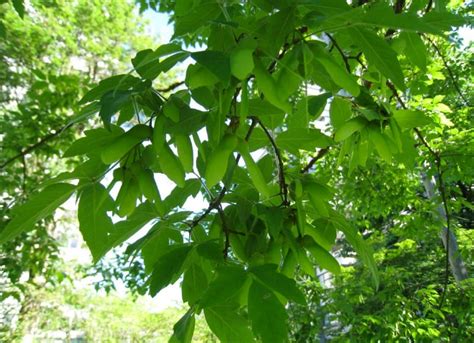 Acer Griseum Growing Guide How To Grow Paperbark Maple