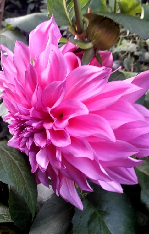 Dahlia Cactus Marie Du Val Couesnon Flickr