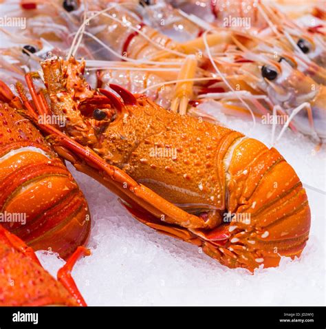 australian lobster high resolution stock photography  images alamy