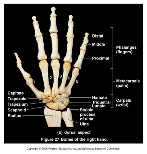 Metacarpals And Phalanges Diagram Quizlet