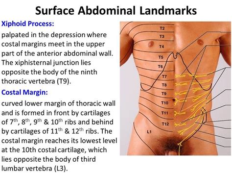 Surface Abdominal Landmarks Thoracic Vertebrae Xiphoid Process