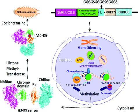 Schematic Illustration Of The Concept And The Design Of Histone