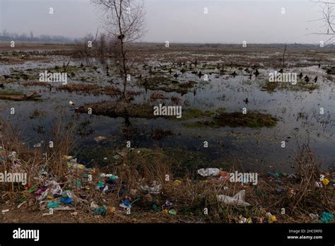 Srinagar India 22nd Dec 2021 A View Of Polluted Hokarsar Wetland In