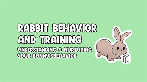 Rabbit Behavior And Training Understanding And Nurturing Your Bunnys