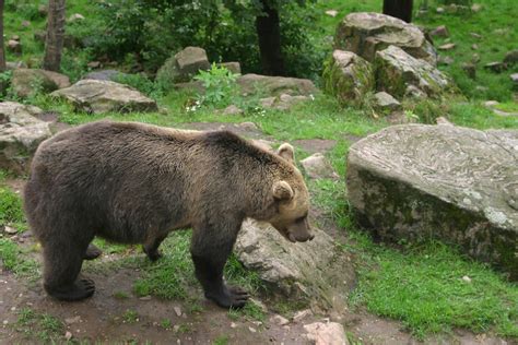 Brown Bear Skånes Djurpark Höör Wilfred Smit Flickr