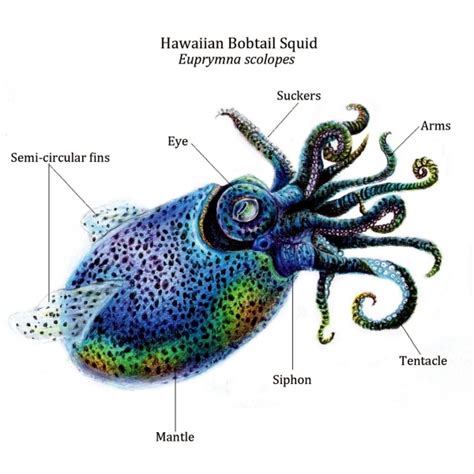 Hawaiian Bobtail Squid – "OCEAN TREASURES" Memorial Library