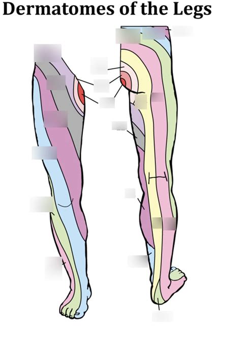 Diagram Of Dermatomes Of The Legs Quizlet