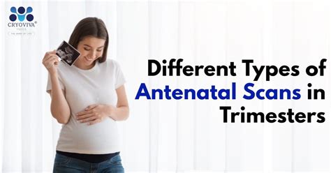 Different Types of Antenatal Scans in Trimesters in 2024 | Antenatal ...