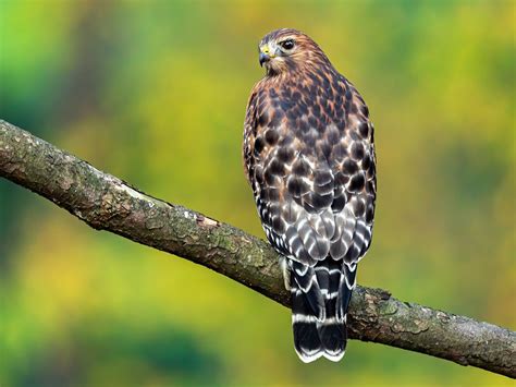 15 Red Shouldered Hawk Fun Facts