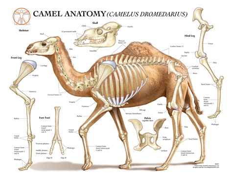 Camel Anatomy (Camelus Dromedarius) from the collection of Guild of ...