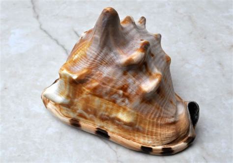 King Helmet Shell 5 6 Cassis Tuberosa In 2020 Seashells For Sale