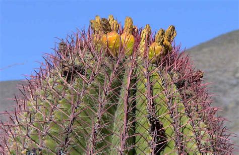 Ferocactus Stainesii