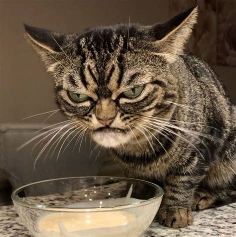 Meet Grumpy Kitzia The Constantly Pissed Off Cat That Goes Viral On