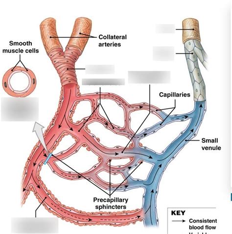 Ch 21 Blood Vessels Circulation Diagram Quizlet