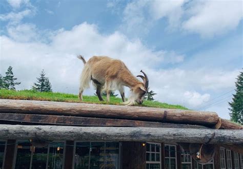 Heres The Story Behind The Goats On The Roof Of Coombs Old Country Market