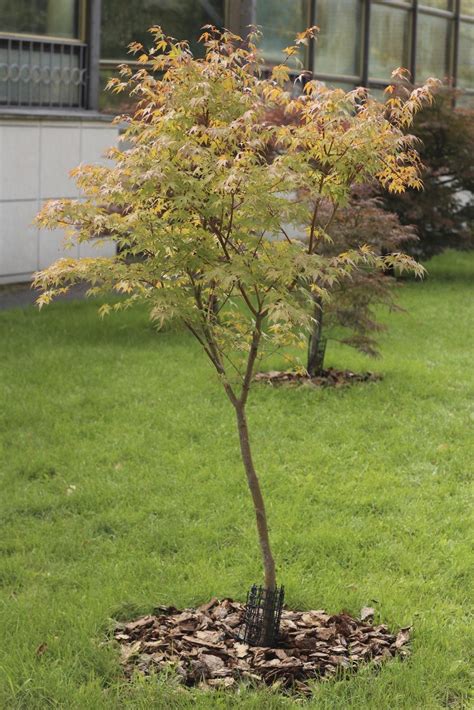 Japanese Maple Tree Facts - Lifespan Of Japanese Maple Trees ...