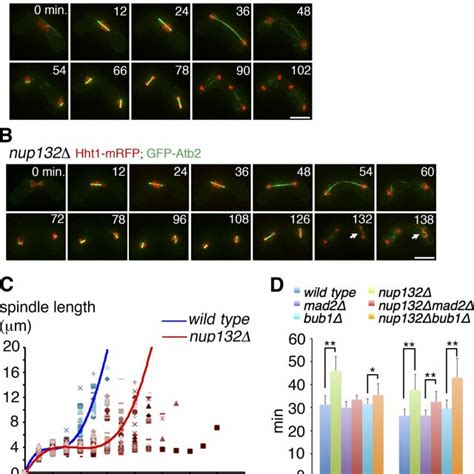 Depletion Of Nup Causes Sac Dependent Extension Of Meiosis I A