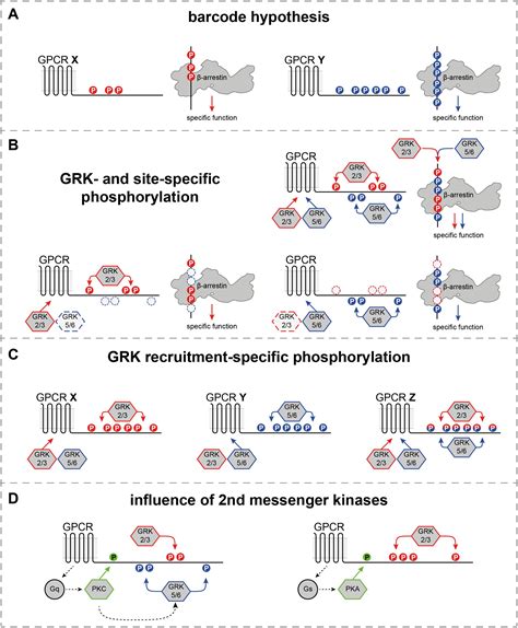 Frontiers Differential Regulation Of Gpcrsare Grk Expression Levels