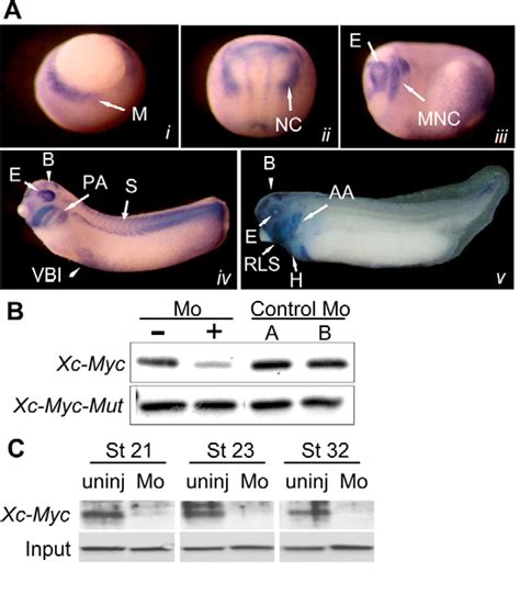 Figure From A Myc Slug Snail Twist Regulatory Circuit Directs