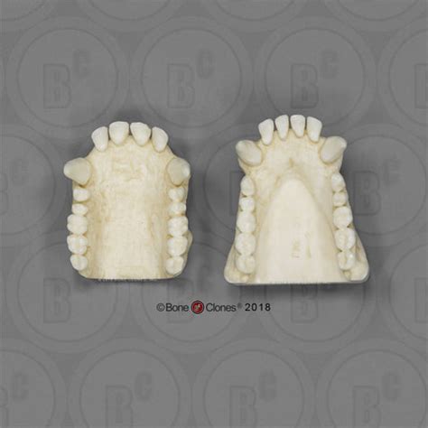 Bone Clones Primate Skulls Casts