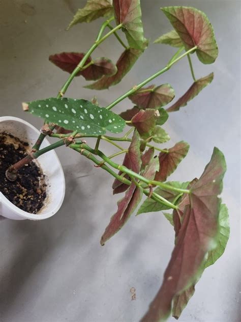 Begonia Maculata Pokadot White Variegated Pot 14cm Height Length 20