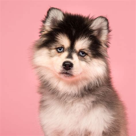 1 Pomsky Puppies For Sale In Florida