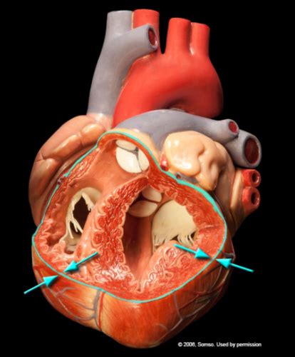 Bio Lab Cardiovascular Anatomy Flashcards Quizlet