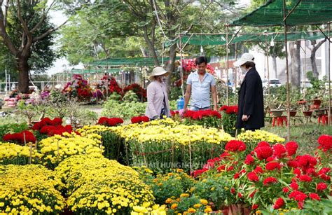 Chợ Hoa Phú Mỹ Hưng Tết Quý Mão Xuất Hiện Những Gốc Mai Tiền Tỷ Phú