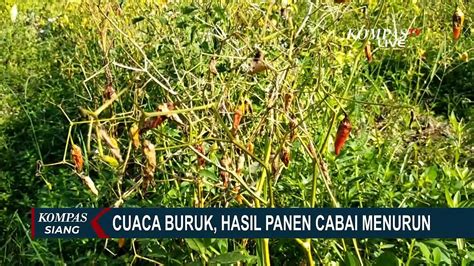 Imbas Cuaca Tak Menentu Belasan Hektar Tanaman Cabai Di Karangasem