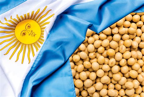 Agricultores Argentinos Avaliam Plantar Mais Soja Por Medo De Praga Do