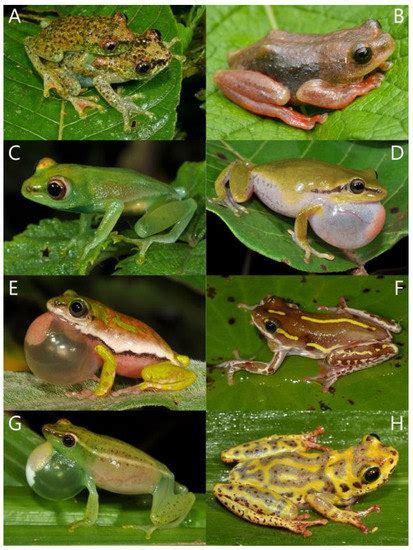 Diversity Free Full Text Amphibians Of Rwanda Diversity Community