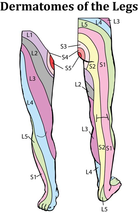 Dermatome Legs The Skin And Wellness Center Dermatome Map