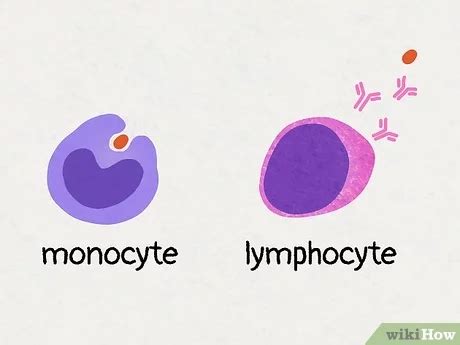 Difference Between Monocytes And Lymphocytes