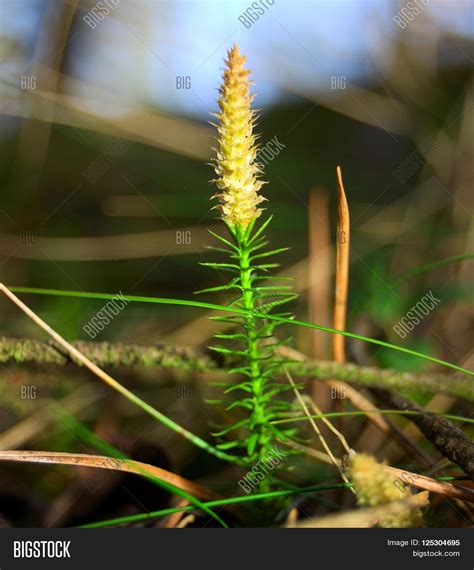 Lycopodium Moss Spores Image & Photo (Free Trial) | Bigstock