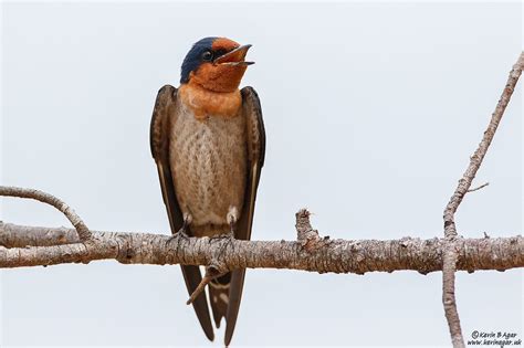 Pacific Swallow Hirundo Tahitica Pacific Swallow Hirundo Flickr