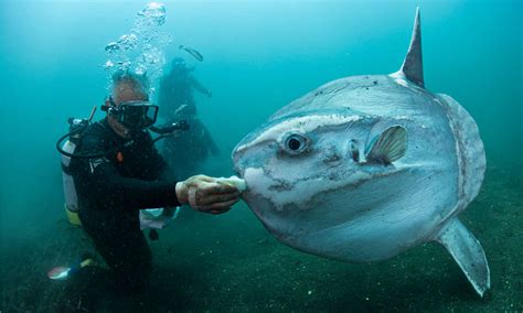 Mola mola (Ocean Sunfish) Fish Facts | Mola mola - Wiki Point