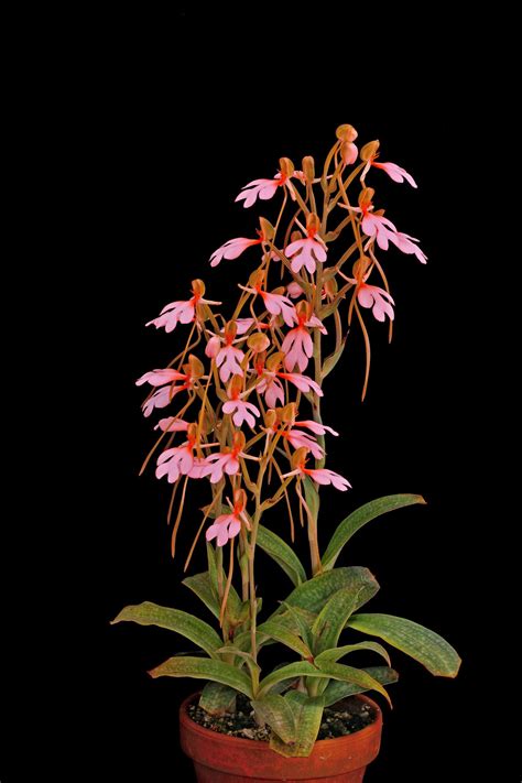 Habenaria Orchid Culture Orchid Care For Habenaria Orchids Orchid