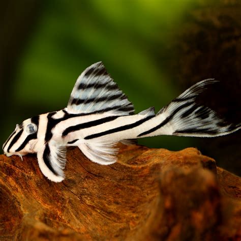 10 Best Looking And Interesting Pleco Catfish For Your Aquarium