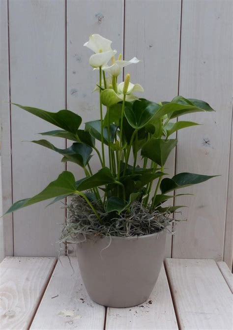 Flamingoplant Anthurium Wit In Taupe Pot Cm Bol