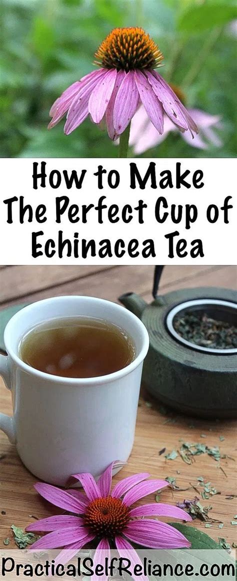 Homemade Echinacea Tea Recipe Herbalism Herbal Medicine Herbs