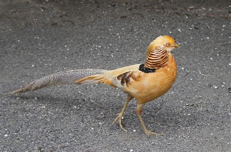 Chinese pheasant | Flickr - Photo Sharing! Coyote Hunting, Pheasant ...